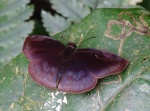 Anastrus