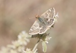 Proteides