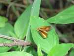 Ancyloxypha