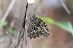 Подтриба: Euploeina

	Anetia