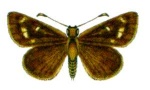 Подсемейство: Trapezitinae

	Anisynta