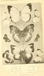 Oboronia