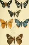 Chalypyge
