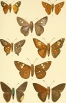 Porphyrogenes
