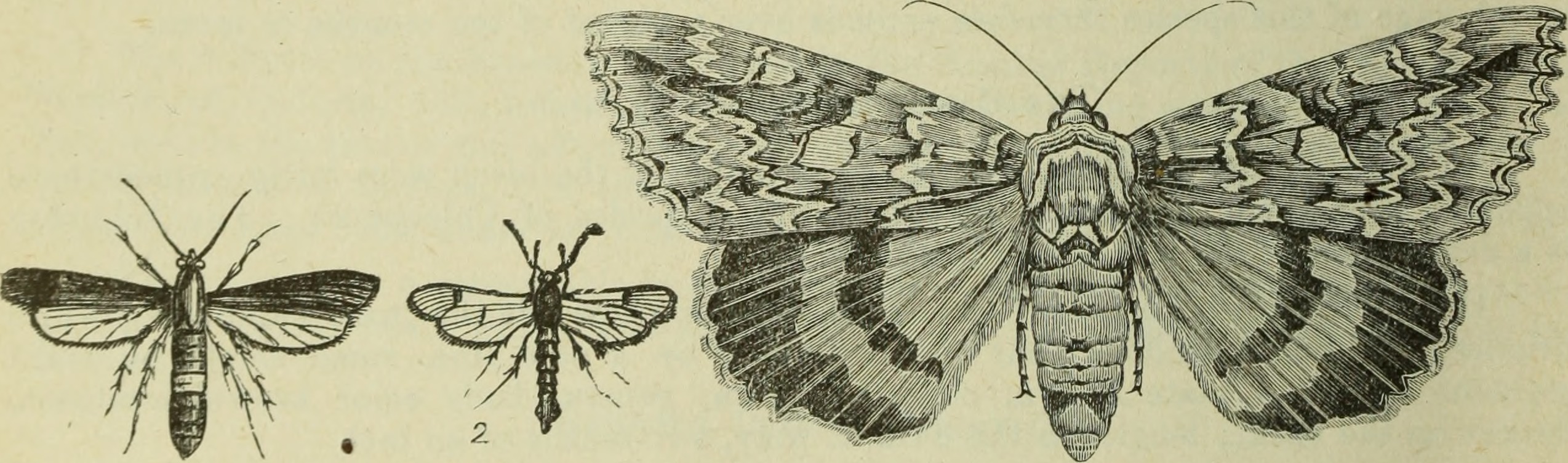 Sannina
