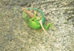 Gamia