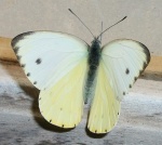 Dixeia