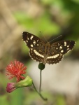 Подтриба: Phyciodina

	Anthanassa
