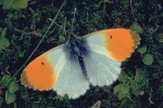 Триба: Anthocharini
	 Anthocharis