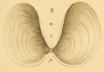 Synapte