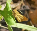Anthoptus