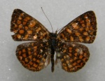 Подсемейство: Melitaeinae

	Триба:  Melitaeini

	Подтриба: Chlosynina

	Antillea