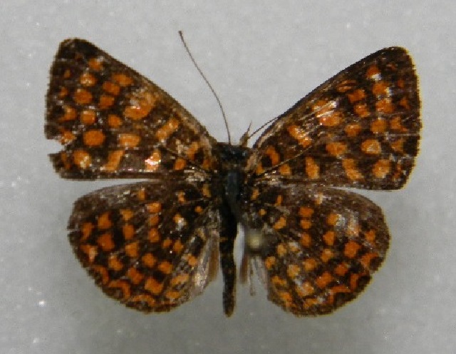 Antillea (Род)