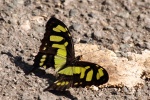 Siproeta