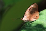 Подтриба: Epicalina

	Catonephele