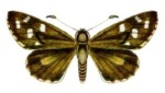 Motasingha