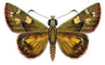 Hesperilla