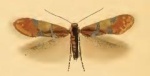 Antispila