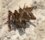 Athymodes