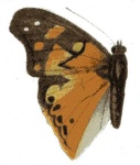 Apaturopsis
