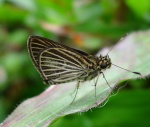 Apaustus