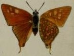Aphnaeus