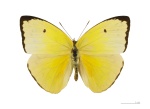 Aphrissa