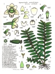 Apista