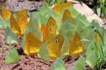 Phoebis