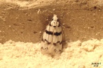 Aprominta