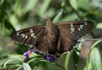 Apyrrothrix