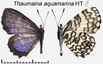 Thaumaina