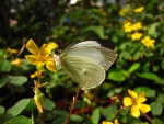 Leptophobia