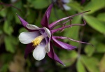 Protoploea