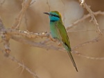 Cyanophrys