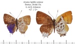 Подтриба:  Deudorigina

	Araotes >