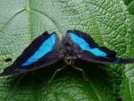 Archaeoprepona