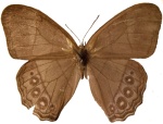 Подтриба: Euptychiina

	Archeuptychia