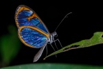 Oleria