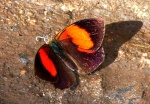 Haematera
