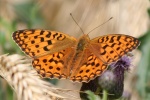 Fabriciana