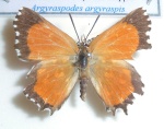 Argyraspodes
