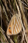 Argyrophenga