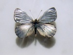Argyrophorus