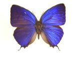 Arhopala