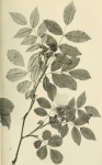 Racta
