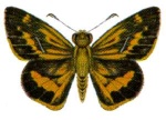 Arrhenes