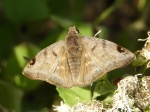 Arteurotia