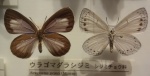 Artopoetes