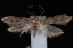 Asaphocrita